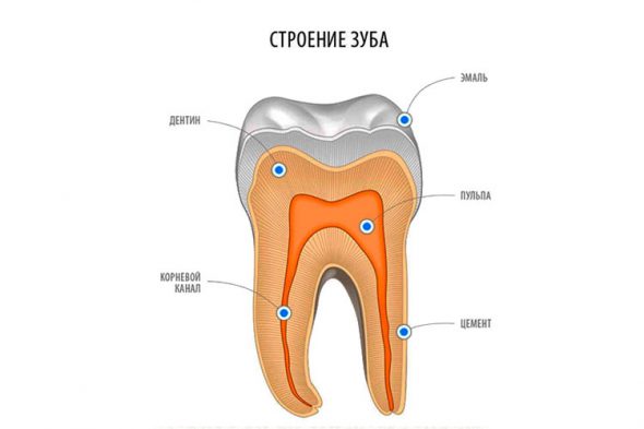 Анатомия зуба: дентин