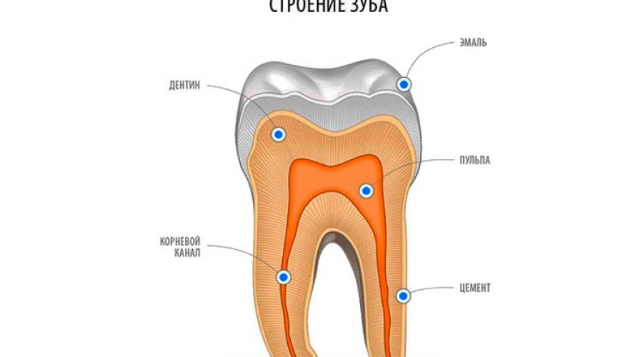 Анатомія зуба: дентин